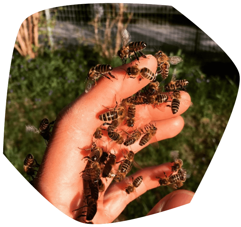 Sanftmütige Bienen für deinen Betriebsstandort