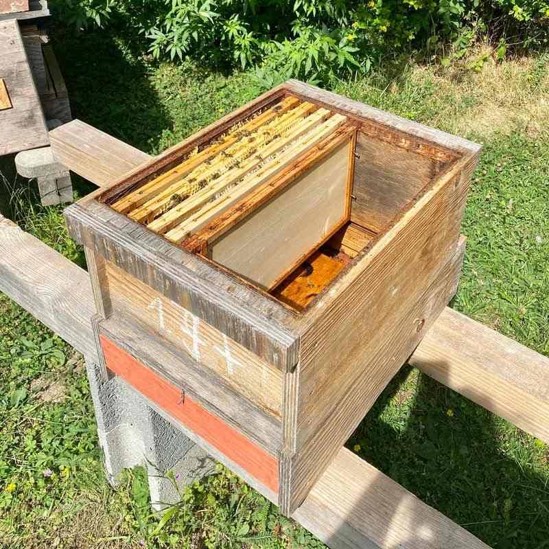 Bio4WabenAbleger-VillaErbse Bio 4 Waben Ableger Bienenvolk Villa Erbse Wien